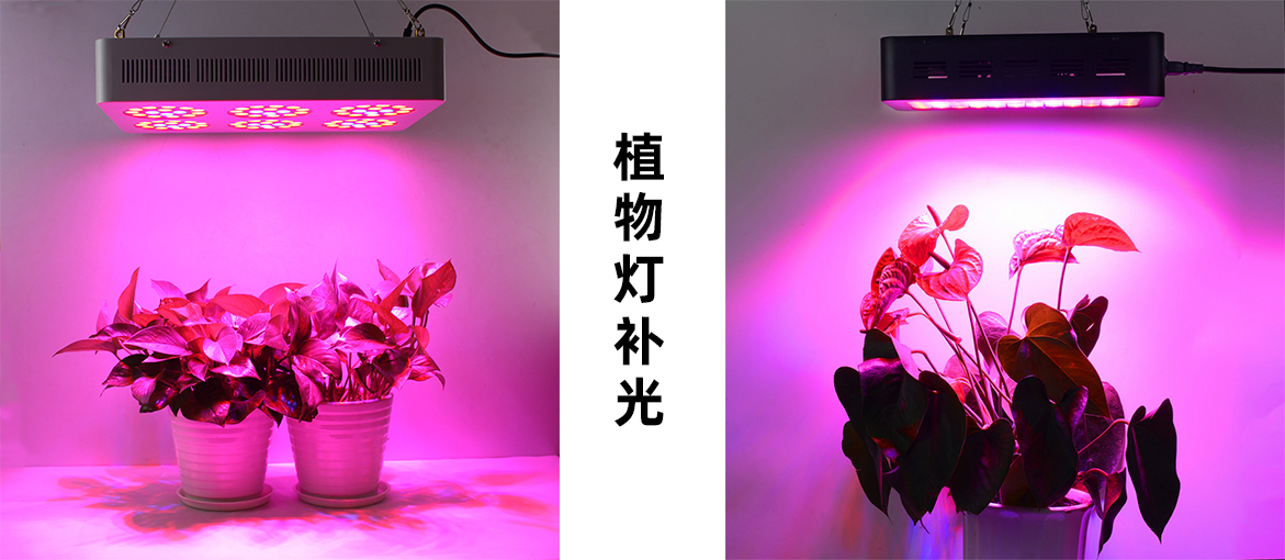 植物照明1.jpg